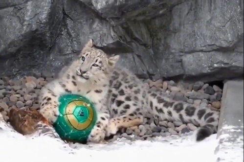 今日动物爆料最新消息图片,奇趣瞬间,捕捉动物界的瞬间精彩 第3张 今日动物爆料最新消息图片,奇趣瞬间,捕捉动物界的瞬间精彩 第3张